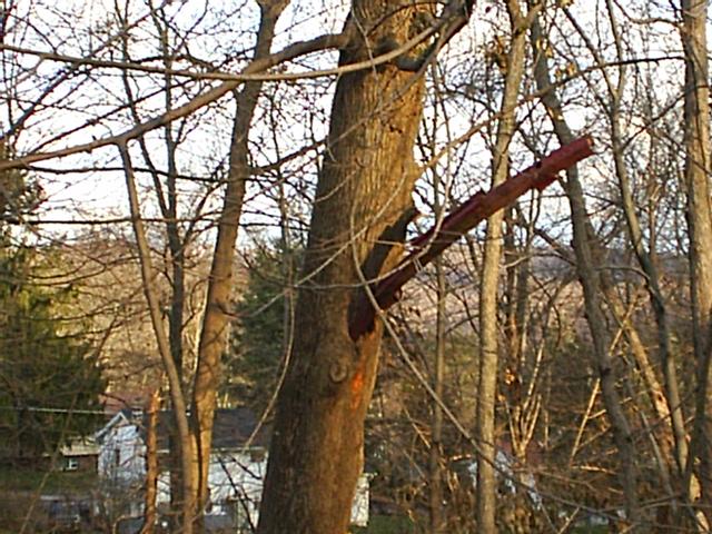 Fender Of Car Impailed Into Tree